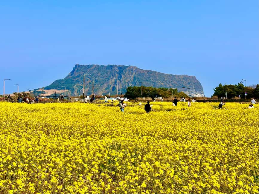 Jeju East: Small Group Healing Tour w/Woman Divers Show - Key points to know before booking