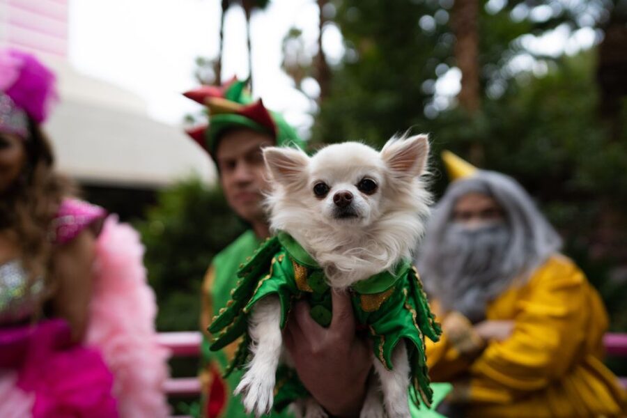 Las Vegas: Piff the Magic Dragon Show at the Flamingo - Key points to know before you book