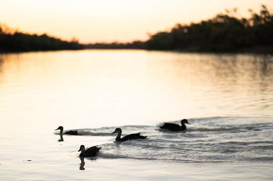 Longreach: Drover's Sunset Cruise & Outback Dinner & Show - Key things to know before you book