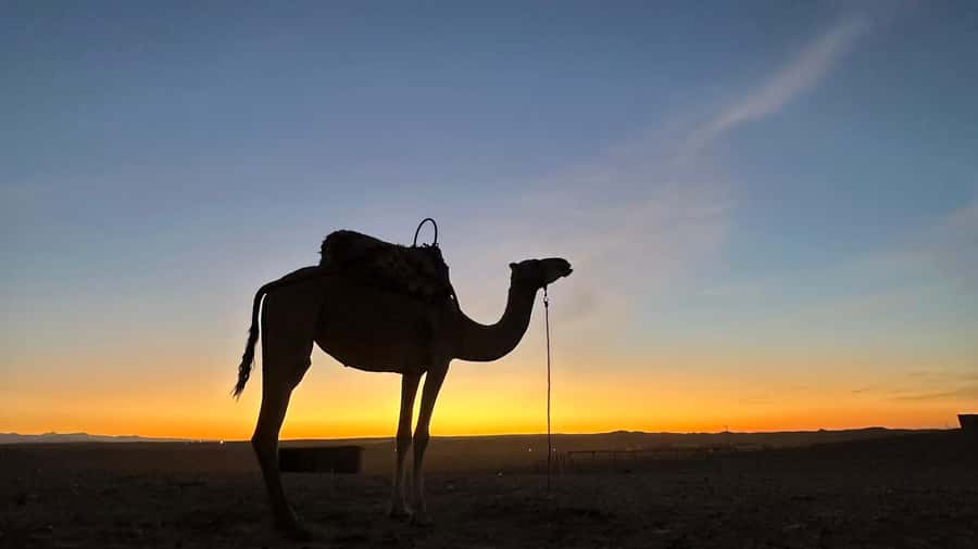 Marrakech: Agafay Desert: Camel ride Quad Bike, Dinner show - Quad biking for a faster desert ride