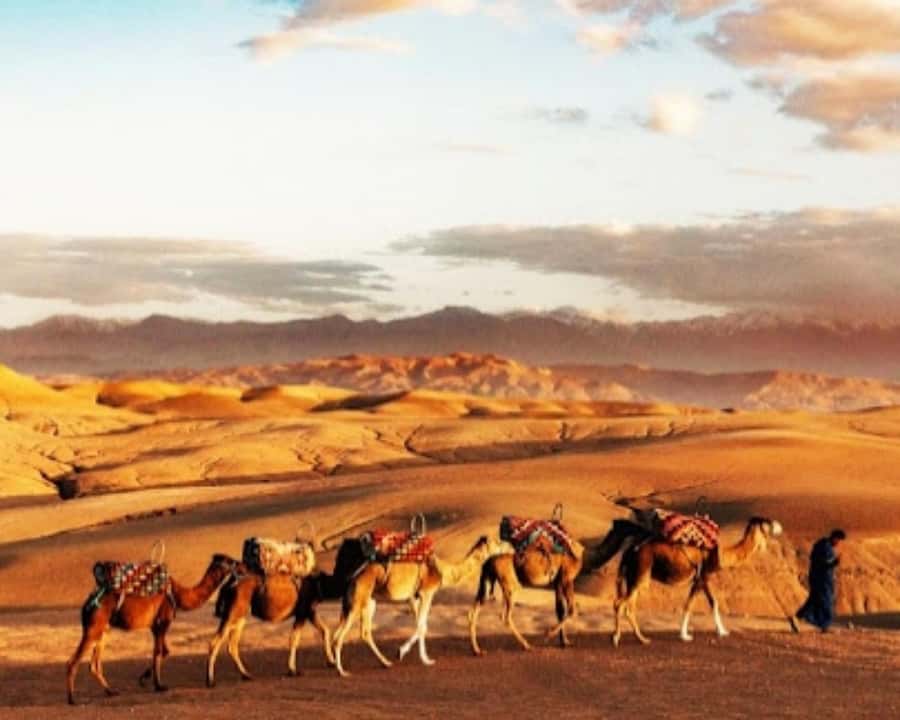 Marrakech: Agafay Desert Camel Rides, Dinner and Fire Show - Dinner, music, and fire under the stars
