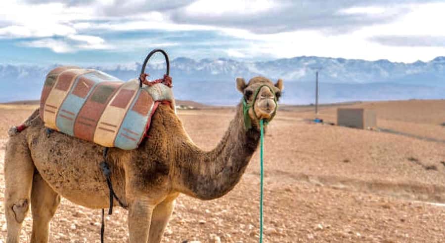 Marrakech: Agafay Desert Dinner, Camel Ride, & Show - Key points at a glance