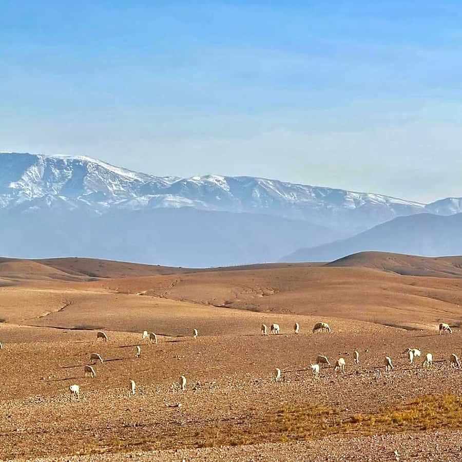 Marrakech: Agafay Desert Dinner, Camel Ride, & Show - Should you book the Agafay Desert dinner?
