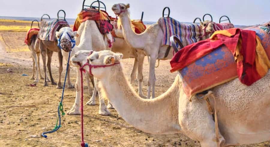 Marrakech: Agafay Desert Dinner, Camel Ride, & Show - A practical stop at an argan oil cooperative
