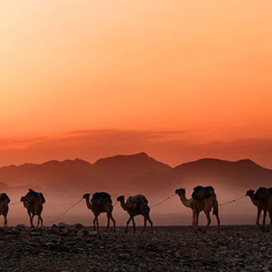 Marrakech: Agafay Desert Dinner with Music and Fire Show - Who should book this evening?
