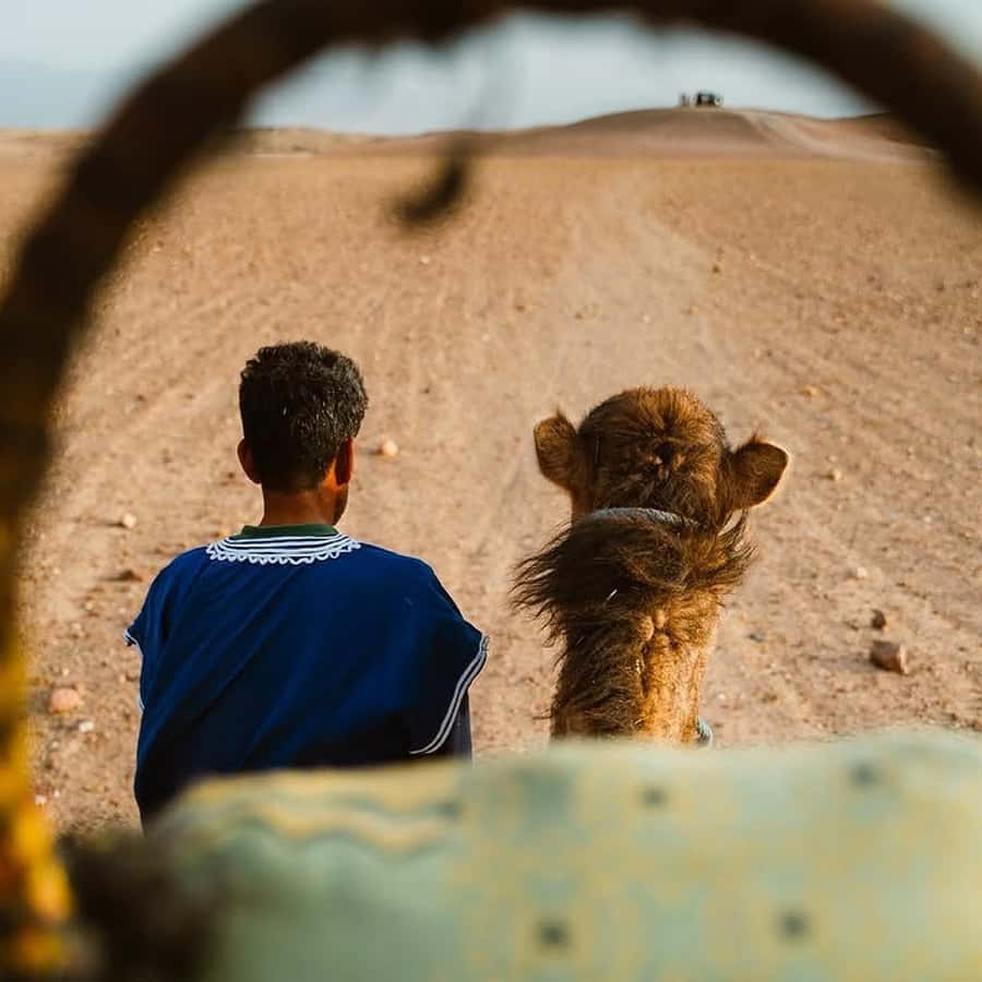 Marrakech: Agafay Desert Quad & Camel Rides Whit Dinner Show - Should You Book It?