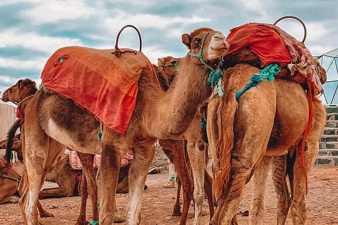 Marrakech: Agafay Desert Sunset, Camel Ride, and Dinner Show - Guides, drivers, and how the evening runs