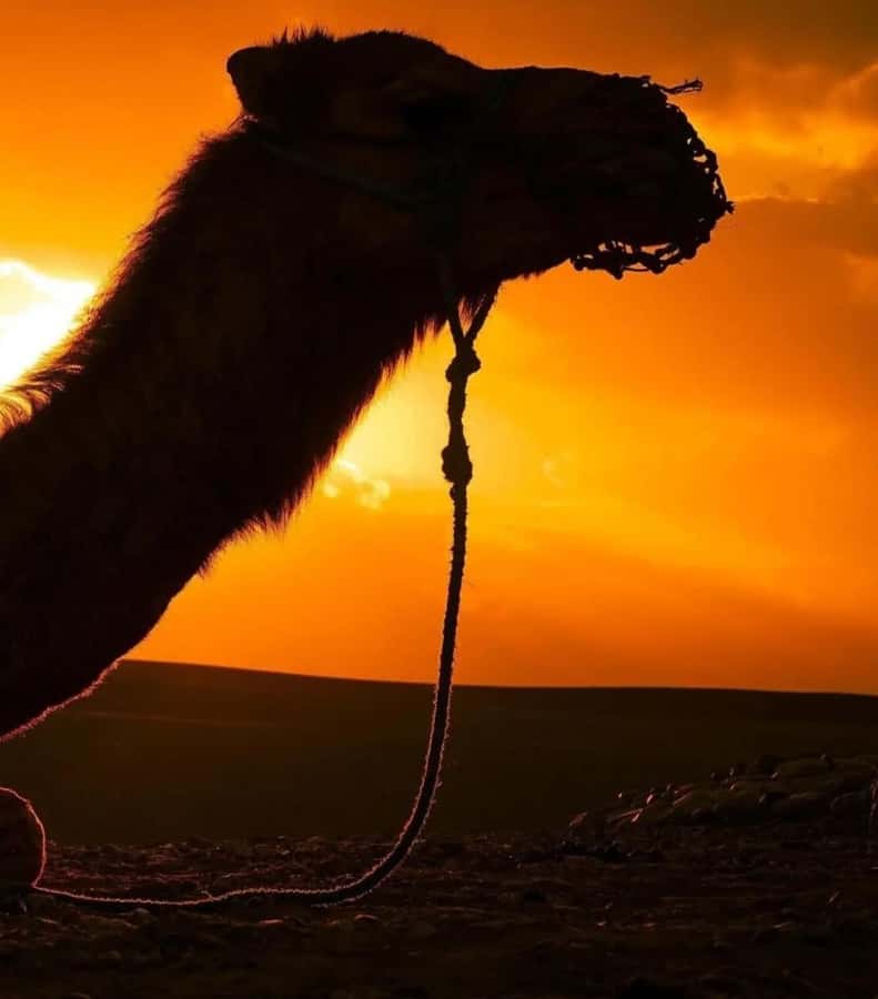 Marrakech : Agafay Desert Sunset Camel Ride & Luxury Dinner - A note about the quad-bike description