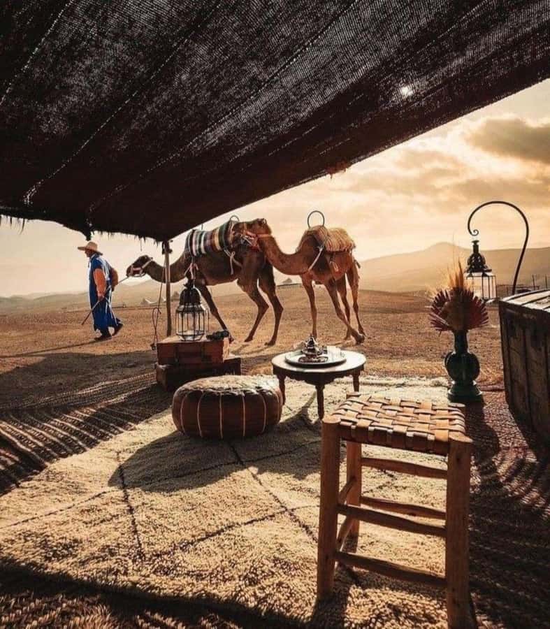 Marrakech: Camel & Quad Bike Tour with Sunset, Dinner & Show - Berber music, dancing, and the fire show