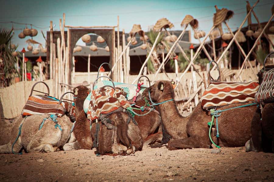 Marrakech: Camel Ride, Dinner, Pool, and Fire Show in Agafay - Music, dancing, and a fiery finale