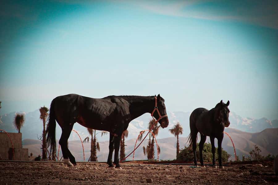 Marrakech: Camel Ride, Dinner, Pool, and Fire Show in Agafay - What the $23 price really covers