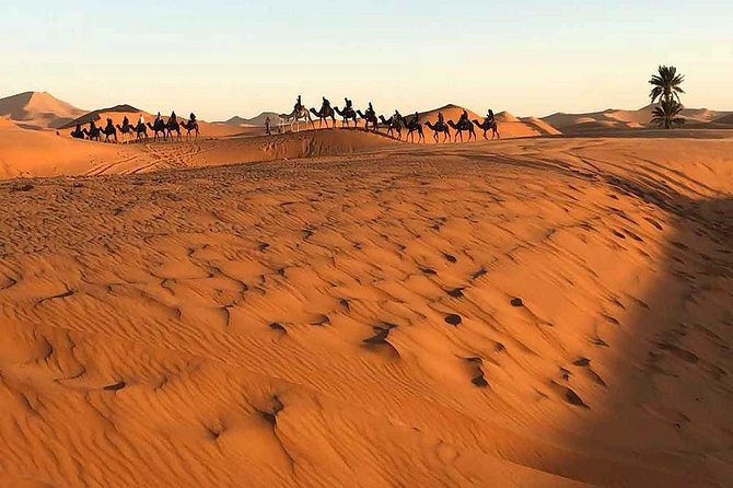 Marrakech Desert: Camel Ride, Quad Biking & Dinner Show Options - Who will enjoy this evening most?