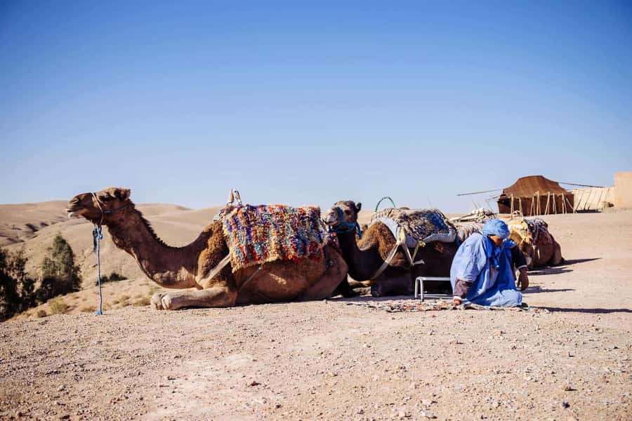 Marrakech: Dinenr In Agafay, Sunset Camel Ride & Fire show - Key points to know before you book