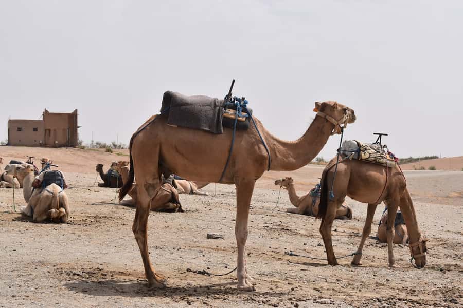 Marrakech: Dinenr In Agafay, Sunset Camel Ride & Fire show - Sunset views over the Agafay hills
