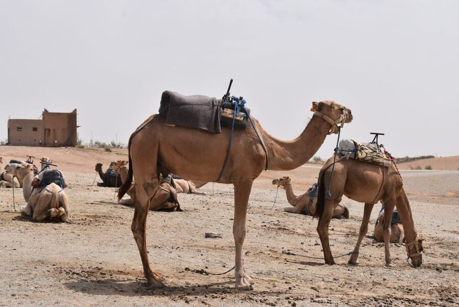 Marrakech: Dinenr In Agafay, Sunset Camel Ride & Fire show - Transport, group size, and timing