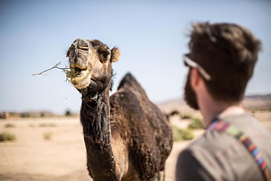 Marrakech: Dinner in Agafay Desert, Fire show & Camel Ride - Atlas Mountain views and the first desert moments