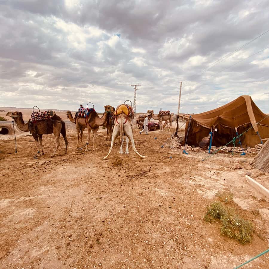 Marrakech: Quad Bike & Camel with dinner show & sunset - A 40-minute camel ride in the evening light
