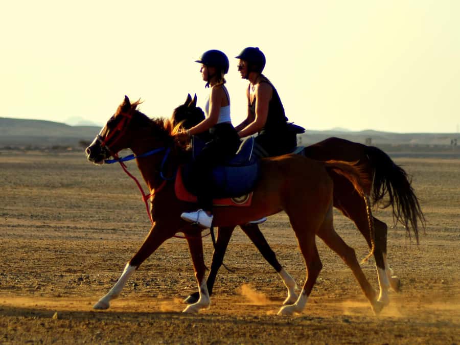 Marsa Alam: Sunset Horseback with Dinner, Show & Stargazing - The two-hour desert and coastal route