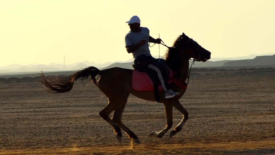 Marsa Alam: Sunset Horseback with Dinner, Show & Stargazing - The four-hour VIP ride and horse swim