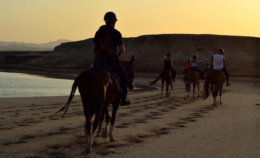 Marsa Alam: Sunset Horseback with Dinner, Show & Stargazing - Dinner, live entertainment, and desert stars