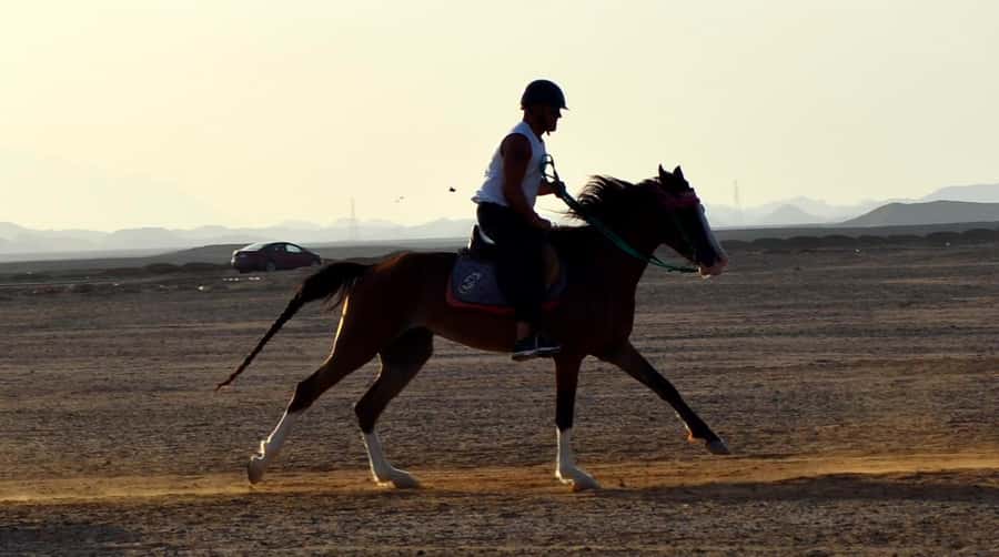 Marsa Alam: Sunset Horseback with Dinner, Show & Stargazing - What the price means at $29