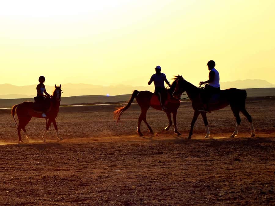 Marsa Alam: Sunset Horseback with Dinner, Show & Stargazing - Starting at the stable near Marsa Alam
