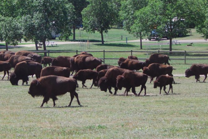 Mount Rushmore and Black Hills Tour with Two Meals and a Music Variety Show - Why this nine-hour Black Hills day works