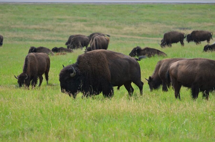 Mt Rushmore, Crazy Horse, Custer State Park Monument Tour - Mount Rushmore: more than a roadside photograph