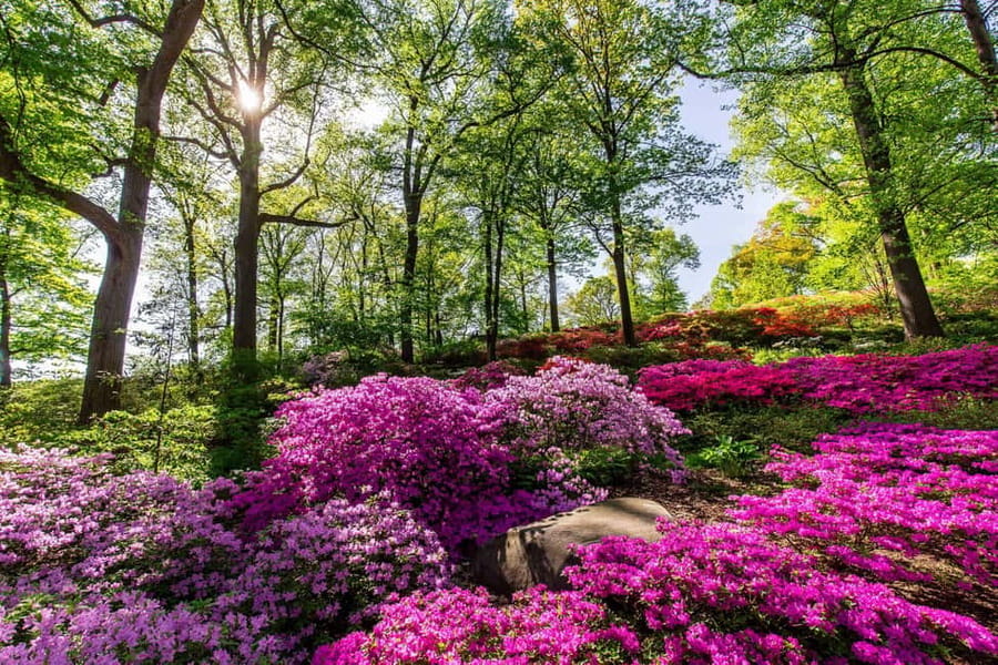 NYC: New York Botanical Garden Pass with Orchid Show Option - The Rose Garden and specialty collections