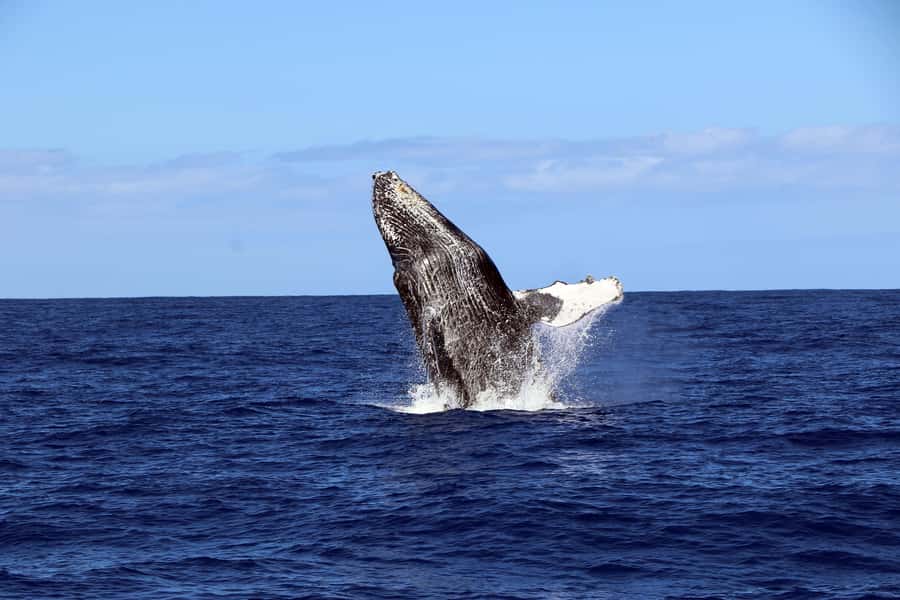 Oahu: Snorkeling & Dolphin Watch Cruise w/ Luau Style Buffet - How much value do you get for $171?