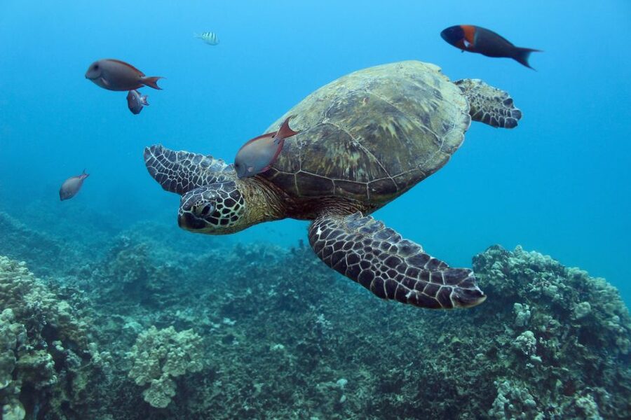Oahu: Turtle Canyon Snorkeling & Hula Show - One and a half hours on the boat and in the sea