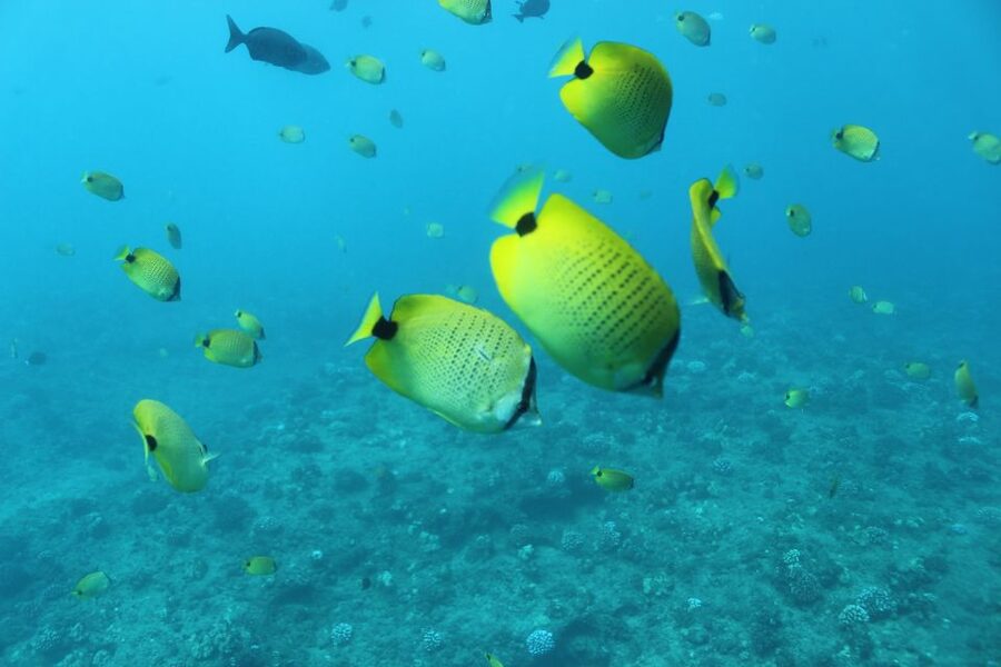 Oahu: Turtle Canyon Snorkeling & Hula Show - Relax on deck with Waikiki behind you