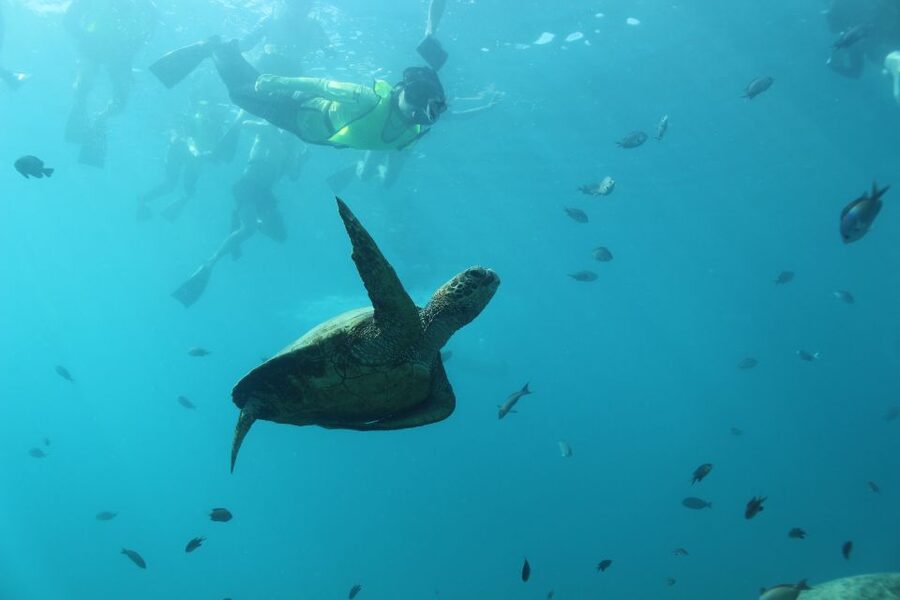 Oahu: Turtle Canyon Snorkeling & Hula Show - Start with an E Ho Mai welcome