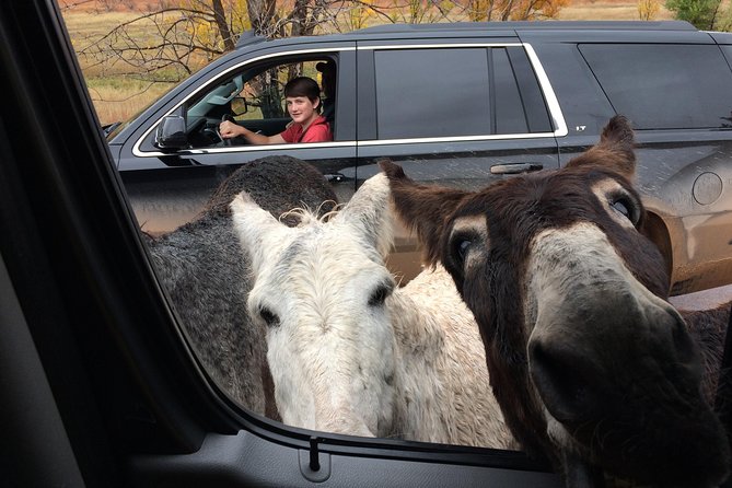 Premiere Private Black Hills Tour: Mt Rushmore, Crazy Horse & Custer State Park - Four hours in Custer State Park