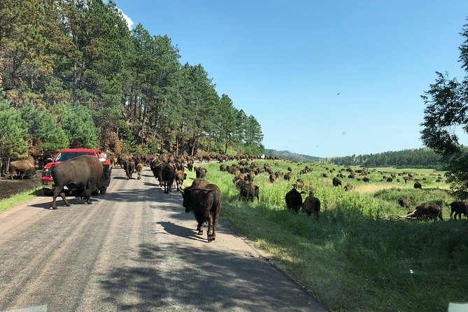 Premiere Private Black Hills Tour: Mt Rushmore, Crazy Horse & Custer State Park - Wildlife Loop Road and the search for bison