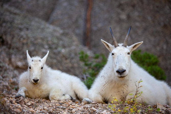 Premiere Private Black Hills Tour: Mt Rushmore, Crazy Horse & Custer State Park - Sylvan Lake and Iron Mountain Road