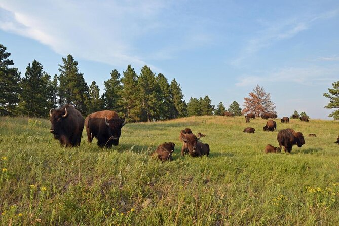 Premiere Private Black Hills Tour: Mt Rushmore, Crazy Horse & Custer State Park - Crazy Horse Memorial and the story behind it