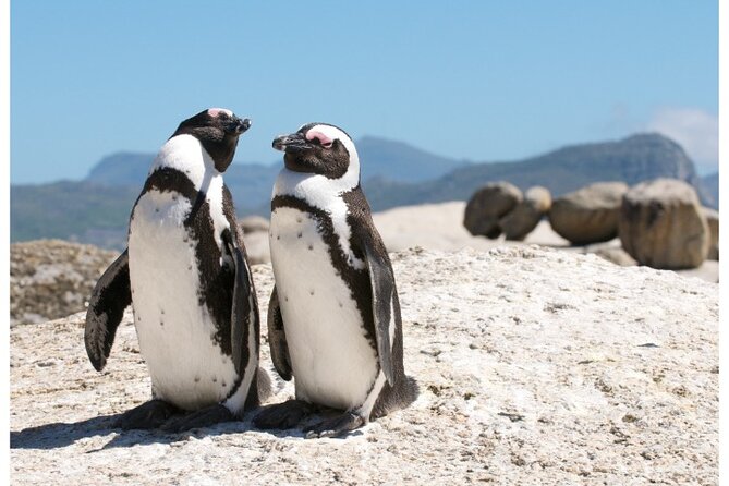 Private Day tour of the Cape. Our reviews show why people book! - Why this Cape Peninsula day works so well