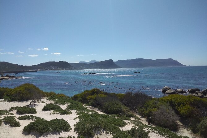 Private Day tour of the Cape. Our reviews show why people book! - Boulders Beach and the African penguin colony
