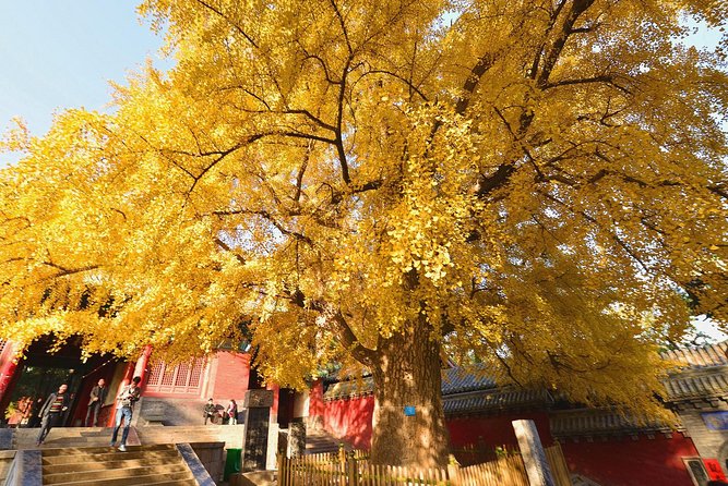 Private Day Tour to Shaolin Temple from Beijing by Bullet Train with Kungfu Show - Lunch before the temple visit