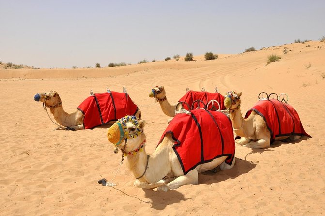 PRIVATE Dubai Desert Safari with BBQ Dinner and Shows - Key points to know before booking