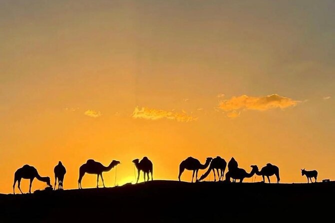 Quad Bike & Camel Ride & Dinner Show In Agafay Desert - The argan oil stop and what to expect