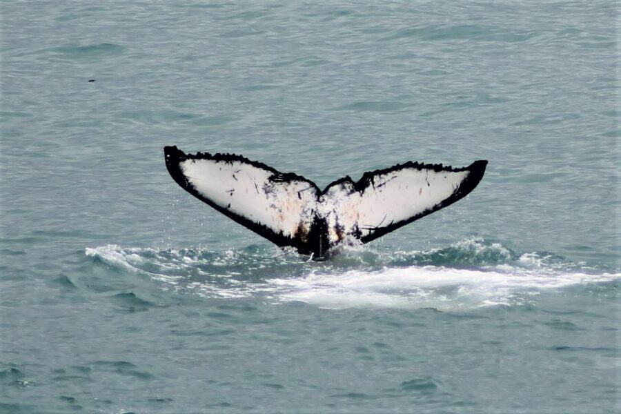 Reykjavik: Whale Watching in Faxaflói Bay & Live Lava Show - Two Icelandic forces in one half-day