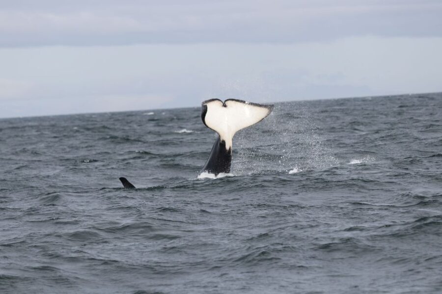 Reykjavik: Whale Watching in Faxaflói Bay & Live Lava Show - Meeting at Geirsgata 11 for the boat