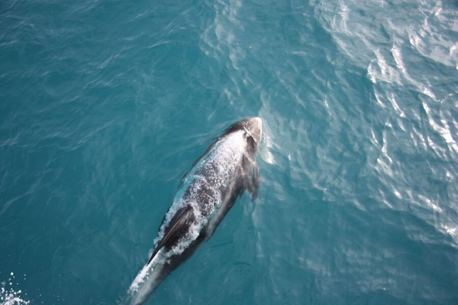 Reykjavik: Whale Watching in Faxaflói Bay & Live Lava Show - What the marine guides add