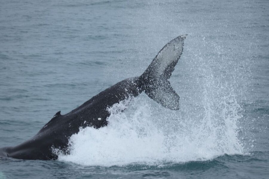 Reykjavik: Whale Watching in Faxaflói Bay & Live Lava Show - Is $154 a fair price?
