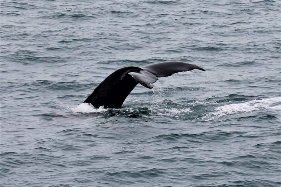 Reykjavik: Whale Watching in Faxaflói Bay & Live Lava Show - My take on the complete half-day