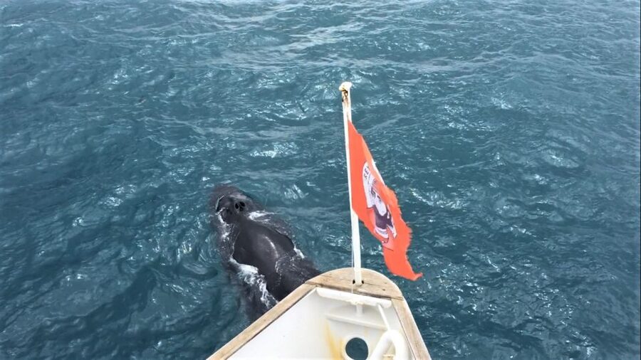 Reykjavik: Whale Watching in Faxaflói Bay & Live Lava Show - Three hours watching Faxaflói Bay