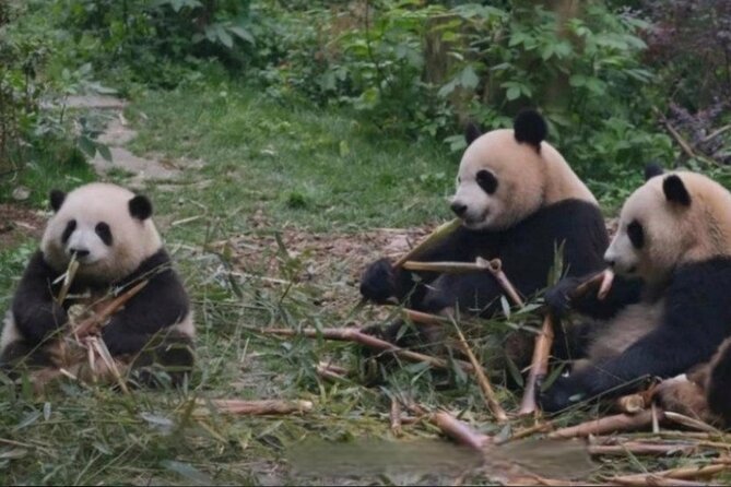 See Panda Guangzhou Chimelong Safari Park and Circus Private Tour - Why this private format helps at Chimelong