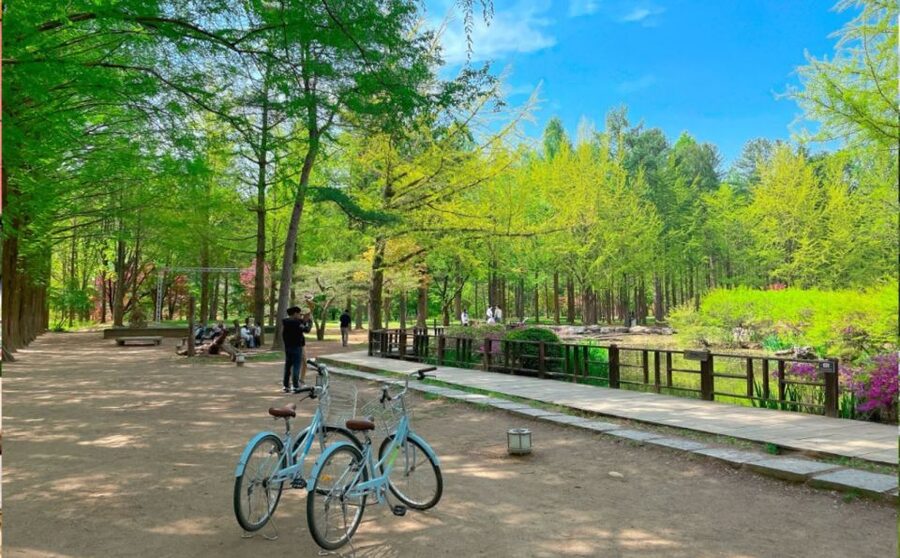 Seoul: The Painter Show with Nami Island or Alpaca World - Should you book the Gapyeong and Painter Show tour?